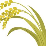 今年の秋の実り