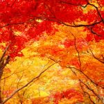 １１月です　秋本番になって来ました