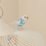 セキセイインコの魅力