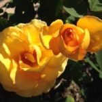 ５月は花がたくさん咲いています