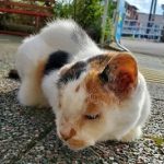 我が家の猫の膀胱炎